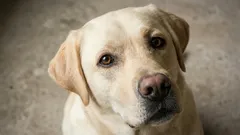 7 besonders freundliche Hunderassen für Familien: sanft, kinderlieb und alltagstauglich