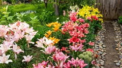 Lilien blühen den ganzen Sommer über üppig, wenn Sie beim Pflanzen diese wichtigen Regeln beachten