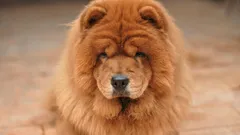 7 beste Hunderassen: Welche Hunde haben die höchste Lebenserwartung?