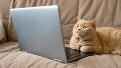 Was Katzen und Hunde sehen, wenn sie fernsehen: Sie werden überrascht sein