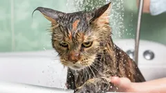 Was empfindet eine Katze beim Baden und wie lässt sich ihr Stresslevel senken?
