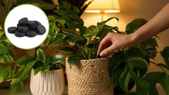 Beleben Sie jede Blume: preisgünstiger Pflanzendünger auf Aktivkohle-Basis