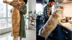 Sanfte Riesen: Namen der grössten Katzenrassen, die man zu Hause halten kann