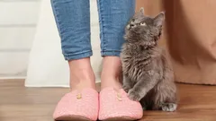 Die häufigsten Gründe, warum eine Katze ihrem Besitzer ständig folgt