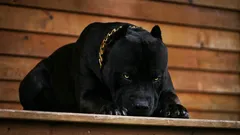 Die Namen der sechs mutigsten Hunderassen, die zu treuen Haustieren werden