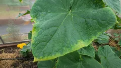 Hinweis für alle Hobbygärtner: Was Sie sofort tun sollten, wenn sich die Gurkenblätter an den Rändern gelb verfärben