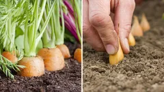 Was sollte man neben Karotten pflanzen, um Schädlinge abzuwehren und die Ernte zu verbessern?