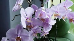 So wird Ihre Orchidee üppig und gesund: 5 Pflegetipps für Anfänger.