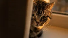 Sie sehen, was nicht da ist: Mystische Erklärung dafür, warum Katzen erstarren und ins Leere starren