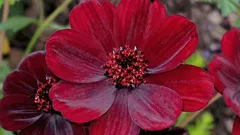 Eine Pflanze mit Schokoladenduft, die kaum jemand kennt.