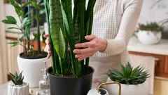 So wirst du Schimmel in der Wohnung los: 5 Zimmerpflanzen, die bei hoher Luftfeuchtigkeit helfen