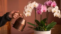 Der häufigste Fehler, den die meisten Menschen bei der Pflege von Zimmerpflanzen machen