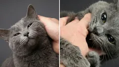 Warum eine Katze erst lieb und freundlich ist und dann plötzlich beisst: Interessante Fakten zu diesem Phänomen