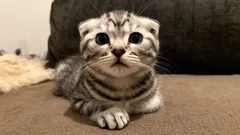 Diese Katzen lieben ihre Menschen – die drei verschmustesten Rassen für Familien mit Kindern.